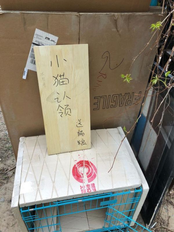 真实故事！一波三折的流浪猫救助全纪录，救助者：五只猫等您领养