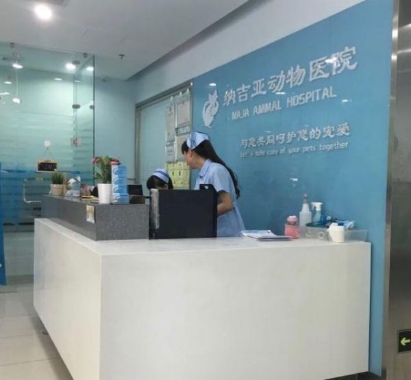 真实故事！一波三折的流浪猫救助全纪录，救助者：五只猫等您领养