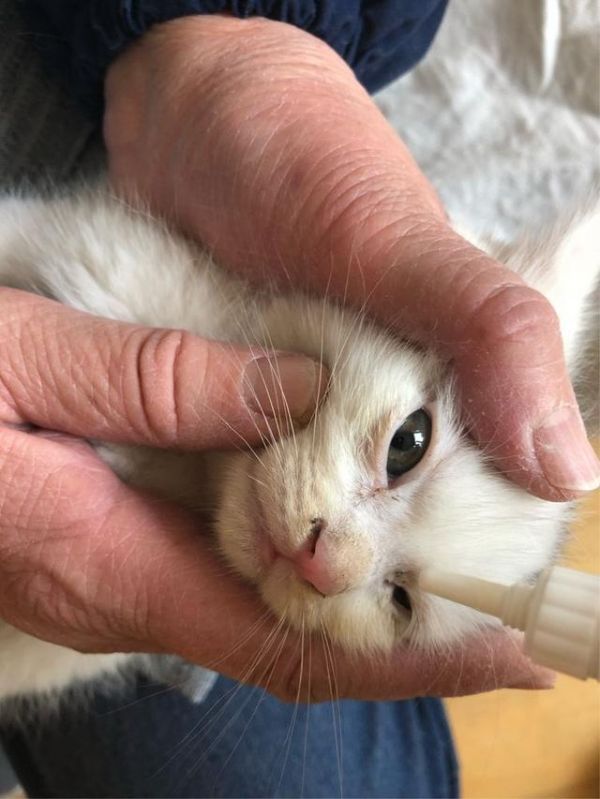 真实故事！一波三折的流浪猫救助全纪录，救助者：五只猫等您领养