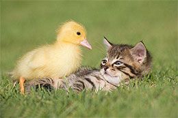 小猫喵喵的胡须