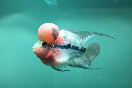 便宜好养的大型热带鱼