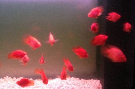 夏天热带鱼死的原因