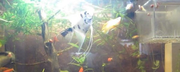 热带鱼几天换一次水