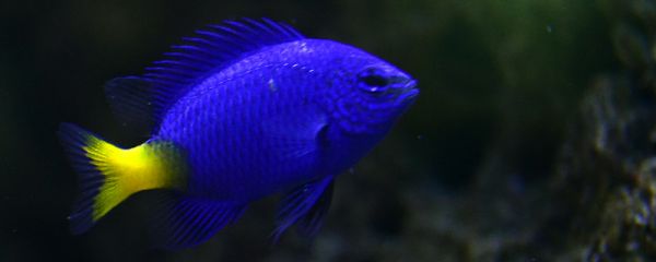 热带鱼换水用加盐吗