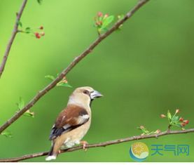 红尾鸲鸟养护指南：新手必看，轻松成为鸟类爱好者！