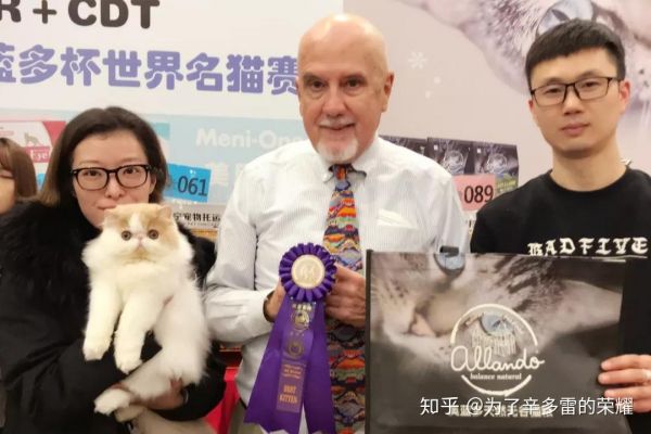 2025年CFA猫比赛安排，猫咪荣耀的盛宴开启