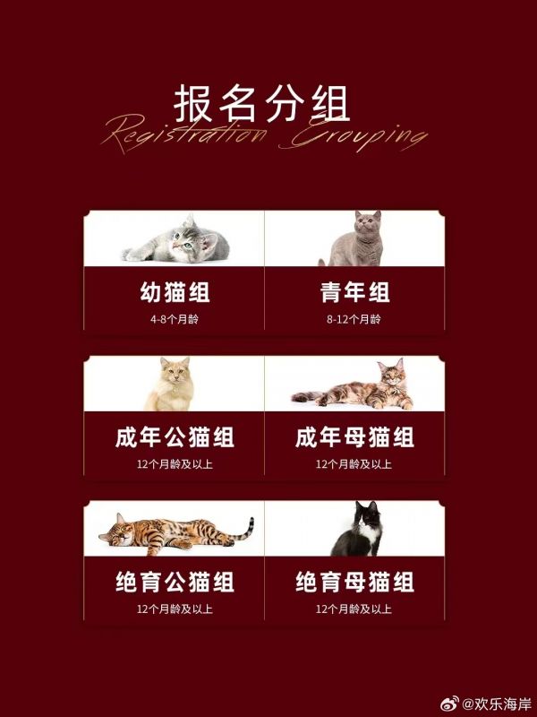 2025年CFA猫比赛安排，猫咪荣耀的盛宴开启