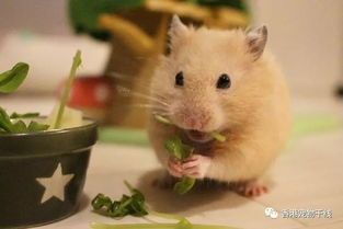 宠物仓鼠养护指南？初养者必看的十大养护技巧
