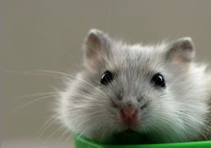 宠物仓鼠养护指南？初养者必看的十大养护技巧