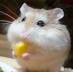 宠物仓鼠养护指南？初养者必看的十大养护技巧