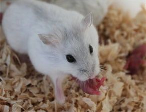 宠物仓鼠养护指南？初养者必看的十大养护技巧