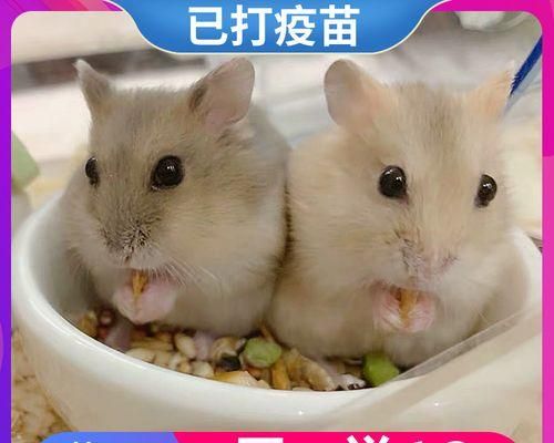 奶茶仓鼠饲养指南（打造健康活泼的奶茶仓鼠宠物生活）