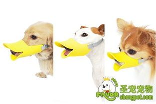狗狗营养食谱,养宠必知要点!