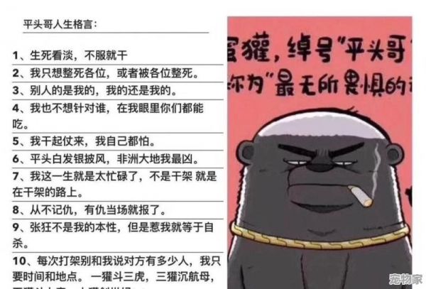 “平头哥”蜜獾为什么谁都不怕，这么彪悍