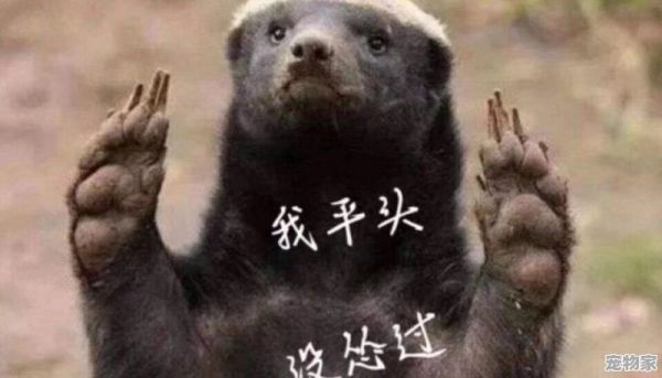 “平头哥”蜜獾为什么谁都不怕，这么彪悍
