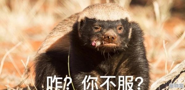 “平头哥”蜜獾为什么谁都不怕，这么彪悍