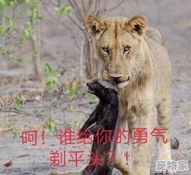 “平头哥”蜜獾为什么谁都不怕，这么彪悍