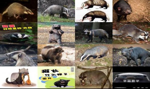 獾子怕什么