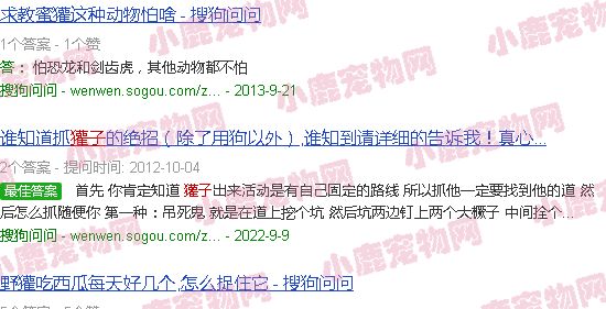獾子怕什么