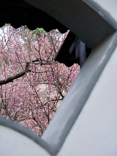 为了这梅花窗专门来了趟南京！这极致的中式美学