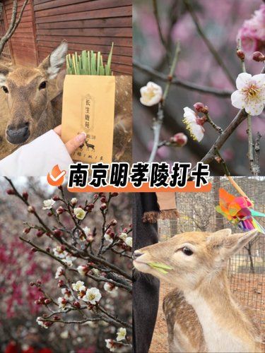 明孝陵闲逛小记！看梅花 撸梅花鹿[惊叹]
