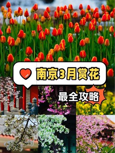 在南京，3月赏花攻略大全⁉️