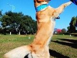 苏州昆山训狗不打骂 宠物狗狗行为训练 附近训犬基地 诚信保障