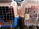 重庆双桥宠物托运服务 24小时在线