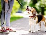 重庆训狗不打骂 宠物狗狗行为训练-宠爱多训犬学校