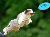昆山训犬基地 上门纠正训犬 专业本地提供宠物寄养训练服务