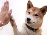 广州宠物寄养与训犬基地-一站式服务