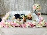 上海宠物殡葬专业服务-专业宠物火化服务