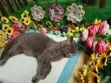上海崇明宠物火化殡葬 -善终仪式 价格透明有保障