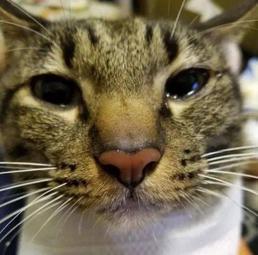 巧妙喂猫药，避免吐药技巧多