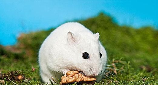 探秘仓鼠的美食世界（揭开仓鼠喜欢吃的神秘面纱、满足你对宠物饮食的好奇心）