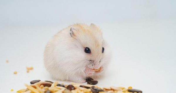 探秘仓鼠的美食世界（揭开仓鼠喜欢吃的神秘面纱、满足你对宠物饮食的好奇心）