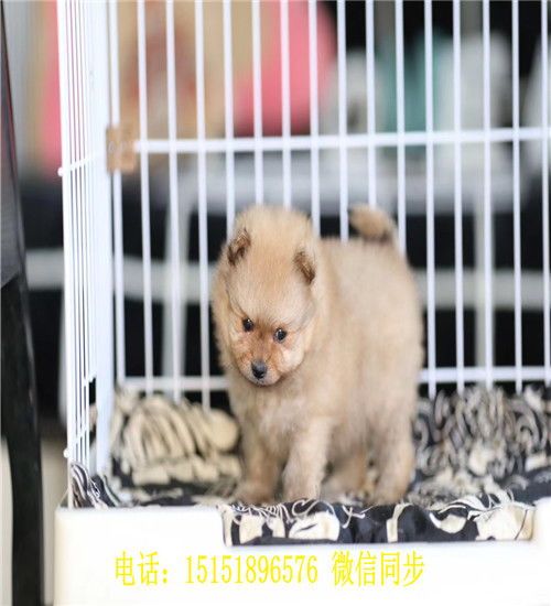 轻松排毛球，宠物健康无忧