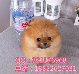 轻松排毛球，宠物健康无忧