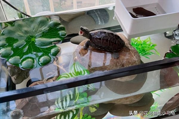 乌龟种类图片大全（18种常见的乌龟特点讲解）