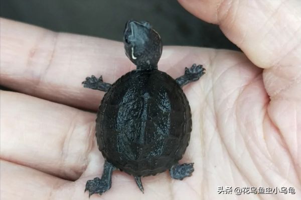 乌龟种类图片大全（18种常见的乌龟特点讲解）