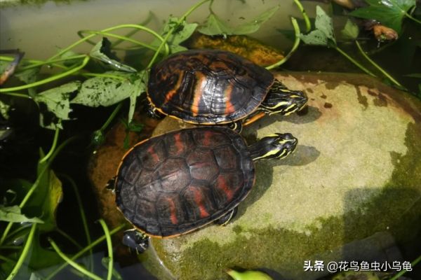乌龟种类图片大全（18种常见的乌龟特点讲解）