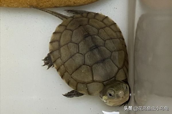 乌龟种类图片大全（18种常见的乌龟特点讲解）