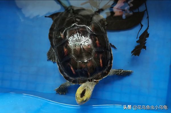 乌龟种类图片大全（18种常见的乌龟特点讲解）