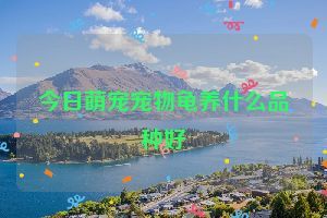今日萌宠宠物龟养什么品种好
