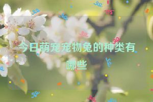 今日萌宠宠物兔的种类有哪些