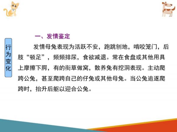 宠物兔饲养宠物兔繁育PPT课件