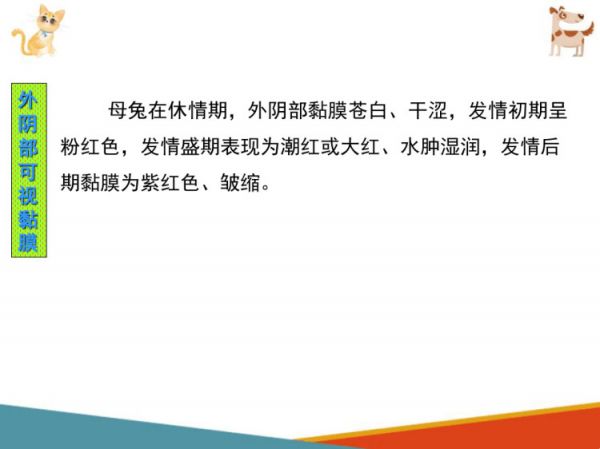 宠物兔饲养宠物兔繁育PPT课件