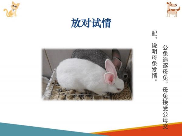宠物兔饲养宠物兔繁育PPT课件