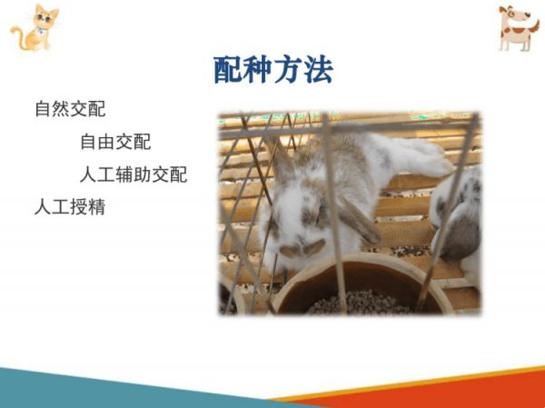 宠物兔饲养宠物兔繁育PPT课件