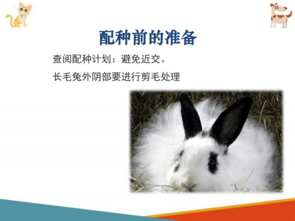 宠物兔饲养宠物兔繁育PPT课件